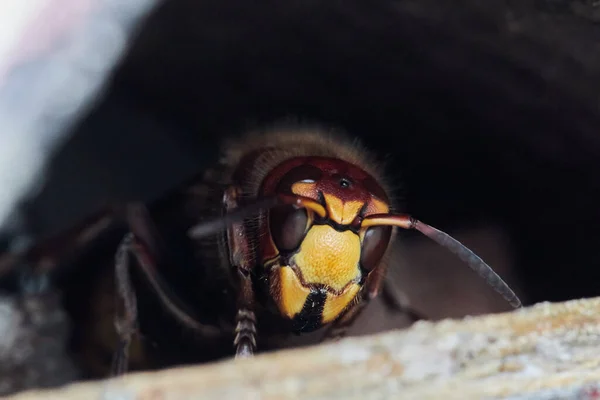 Eine Riesige Gelbbraune Hornisse Mit Großen Augen Aus Nächster Nähe — Stockfoto