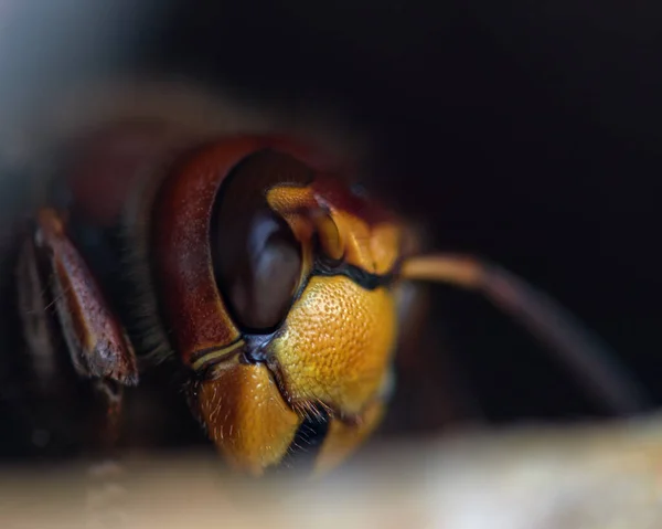 Enorme Calabrone Marrone Giallo Vista Vicino — Foto Stock