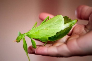 a female adult pregnant green walking leaf on a hand from side above,  Latin Phyllium Phylliidae clipart