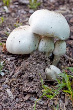 Yaygın olarak Agaricus xanthodermus olarak bilinen bir grup karbolik mantar zehirli olarak bir arada dururlar. Onları mantarla karıştırmak kolaydır.
