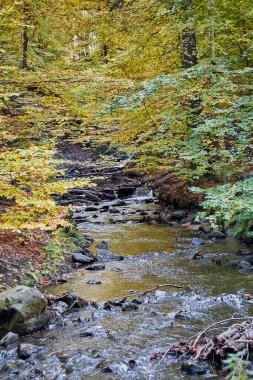wide river flows through autumn forest