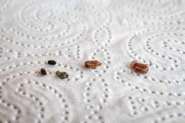 Yavrular için bırakılmış kahverengi yumurtaların ve yürüyen bir yaprağın Latin Phyllium Phylliidae adlı beyaz kağıdındaki dışkılarının karşılaştırılması.