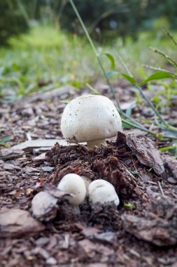 Agaricus xanthodermus, yaygın olarak sarı lekeli karbol mantarı olarak bilinir, bir tepe gibi durur. Yeni, zehirli mantarlar yerde belirir, onları mantarla karıştırmak kolaydır. 