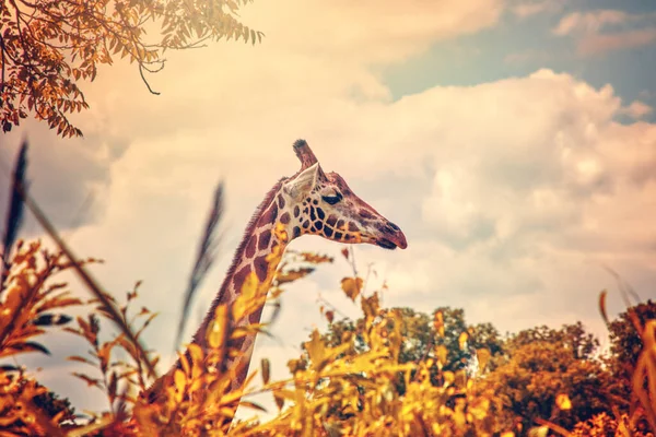 Жираф Смотрит Дерево Сверху Солнечном Желтом Вечернем Свете — стоковое фото