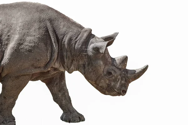Черный Носорог Профиль Самец Типичными Двумя Рогами Вырез Белом Фоне — стоковое фото