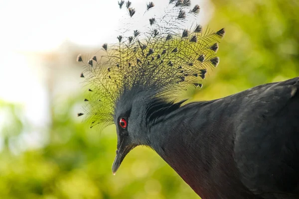 Victoria crowned pigeon, Latin Goura victoria from the side with a view downwards, beautiful delicate feather head as a fan and a red eye