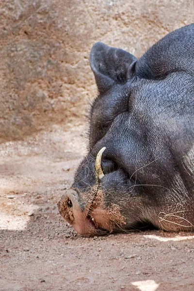 Preto Pote Barriga Porco Dormindo Cabeça Com Presas Mentiras Chão — Fotografia de Stock