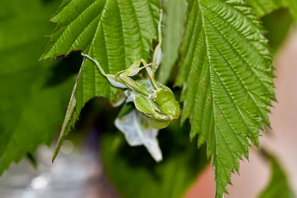 Phylliidae Ходячие Листья Сбрасывая Кожу Вид Сверху Головы Насекомое Сидит — стоковое фото