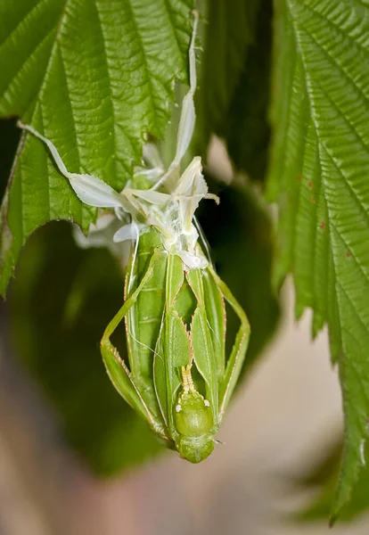 Phylliidae Walking Leaf Shazuje Kůži Visí Vzhůru Nohama Ostružinovém Listu — Stock fotografie