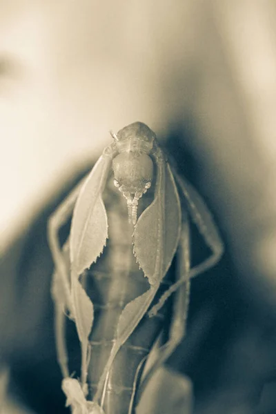 Little Walking Leaf Looks Little Monster Insect Another World Sepia — Stock Photo, Image
