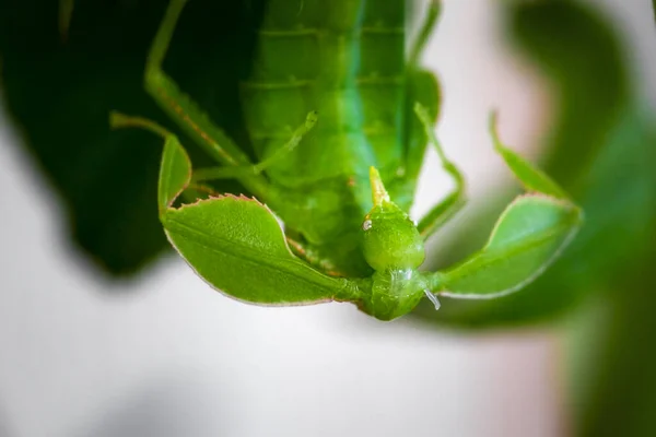 Detailní Záběr Hlavu Chodícího Listu Latinské Phyllium Phylliidae Můžete Vidět — Stock fotografie