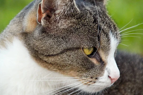 Domestic cat portrait head turned to the side against green background, white, gray brown fur and green yellow eye fixing something with the look, the fluted hairy ear can be seen