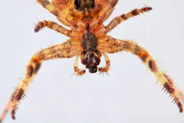 Передня Частина Європейського Павука Araneus Diadematus Перед Світлим Фоном — стокове фото