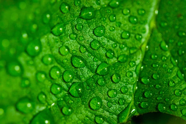 Σταγόνες Νερού Από Βροχή Ένα Ζουμερό Φρέσκο Φύλλο Όμορφη Υφή — Φωτογραφία Αρχείου