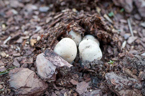 Агарик Ксантодермус Agaricus Xanthodermus Відомий Гриб Карбол Жовтого Кольору Походить Ліцензійні Стокові Фото