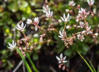 Çiçekler ve çiçek tomurcukları Saxifraga şemsiyesi veya urbiyum yeşil yapraklar ile kapatın, seçici odak, bokeh arkaplan