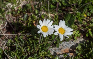 Margherita Alpina 'ya yakın, Leucanthemopsis Alpina. Alp çayır ve kayalarda yeşil yapraklı çiçek açan papatya, seçici bir odak.
