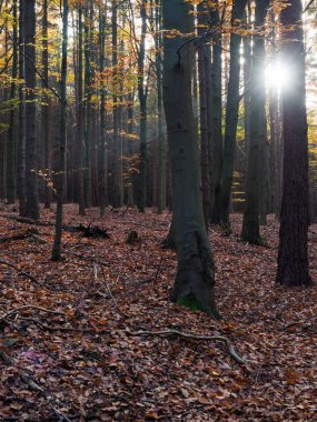 Esrarengiz sonbahar yaprak döken kayın ağaçları renkli yapraklar, güneş ışınları ve düşmüş yapraklarla kaplı zemin. Mevsimsel doğa arka planı