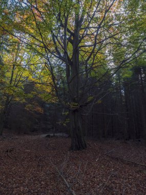 Esrarengiz sonbahar yaprak döken ormanları, renkli yaprakları ve düşmüş yaprakları olan eski büyük kayın ağaçları. Mevsimsel doğa arka planı