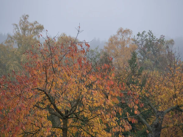 Lebendige Herbstfarben der Blätter am Kirschbaum, Laubbäume und Sträucher an einem stimmungsvollen nebligen Herbsttag mit Nebelhintergrund in einer Landschaft — Stockfoto