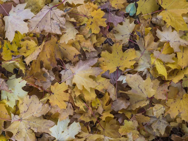 Close up amarelo e marrom caído molhado bordo e folhas de faia árvore, Outono fundo natural — Fotografia de Stock