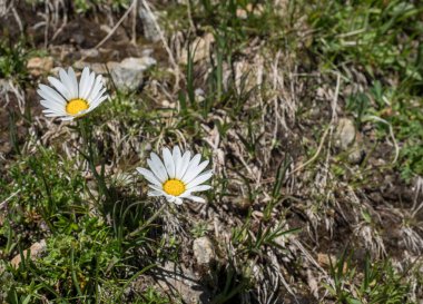 Margherita Alpina 'ya yakın, Leucanthemopsis Alpina. Alp çayır ve kayalarda yeşil yapraklı çiçek açan papatya, seçici bir odak.