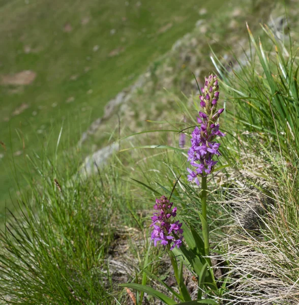 Ароматная орхидея или болотно-душистая орхидея, Ghencia conopsea pink flower in bloom on the Filine meadow, austria tyrol — стоковое фото