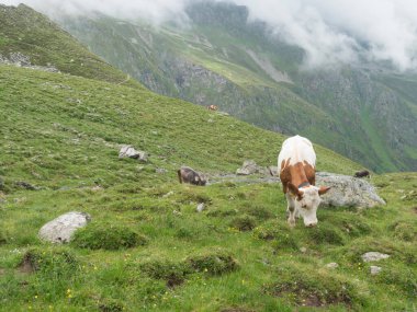 Grazing cows at alpine meadow, pasture in Stubaital Valley. Summer. Tirol Alps, Austria