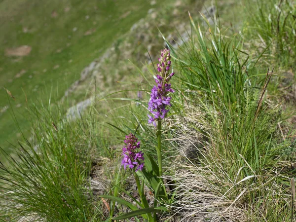 Ароматная орхидея или болотно-душистая орхидея, Ghencia conopsea pink flower in bloom on the Filine meadow, austria tyrol — стоковое фото