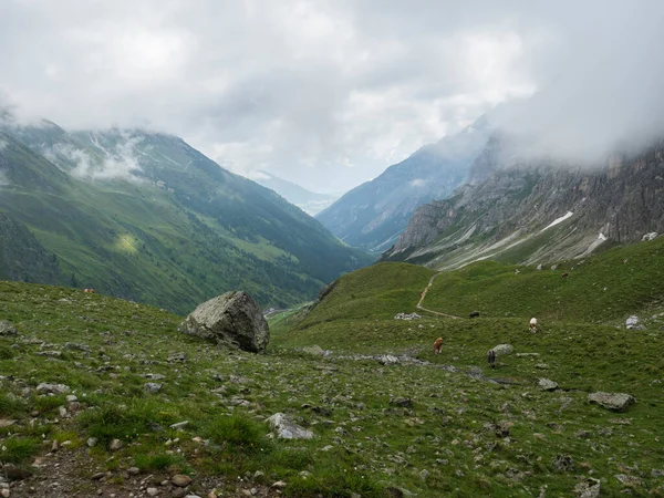 Widok na dolinę Stubaital i łąkę alpejską z wypasanymi krowami na szlaku turystycznym Stubai, Stubai Hohenweg, alpejski krajobraz Alp Tyrolskich, Austria. Lato błękitne niebo, białe chmury — Zdjęcie stockowe