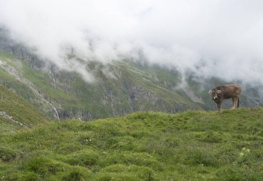 Kahverengi şirin otlayan inek, Stubaital Vadisi 'ndeki çayırda. Yaz. Tirol Alpleri, Avusturya