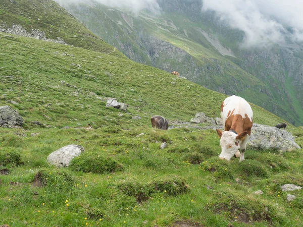 Grazing vacas no prado alpino, pasto em Stubaital Valley. Verão. Tirol Alps, Áustria — Fotografia de Stock