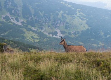 Tatra chamois, rupicapra rupicapra tatrica Slovakya 'daki Low Tatras Ulusal Parkı' ndaki bir yaz çayırında duruyor. Doğal ortamdaki vahşi hayvan, doğa fotoğrafçılığı.,