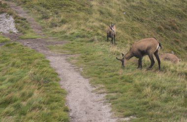 Tatra Chamois grubu, Slovakya 'daki Low Tatras Ulusal Parkı' ndaki bir yaz dağ çayırında rupicapra tatrica otlamaktadır. Doğal ortamdaki vahşi hayvan, doğa fotoğrafçılığı..