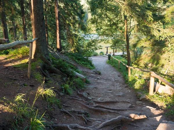 Sentier de randonnée nature autour de Vrbicke pleso - lac forestier, tarn dans les montagnes des Basses Tatras, Slovaquie, entouré de forêts de conifères. matin d'été, lumière dorée — Photo