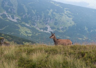 Tatra chamois, rupicapra rupicapra tatrica Slovakya 'daki Low Tatras Ulusal Parkı' ndaki bir yaz çayırında duruyor. Doğal ortamdaki vahşi hayvan, doğa fotoğrafçılığı.,