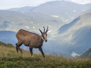 Tatra güveci, rupicapra rupicapra tatrica Slovakya 'daki Low Tatras Ulusal Parkı' ndaki bir yaz çayırında duruyor. Doğal ortamdaki vahşi hayvan, doğa fotoğrafçılığı..