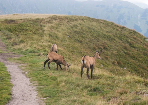 Grupo de camurça de Tatra, rupicapra rupicapra tatrica pastando em pé em uma trilha no prado de montanha de verão no parque nacional de Low Tatras, na Eslováquia. Mamal selvagem no habitat natural, fotografia da natureza. — Fotografia de Stock