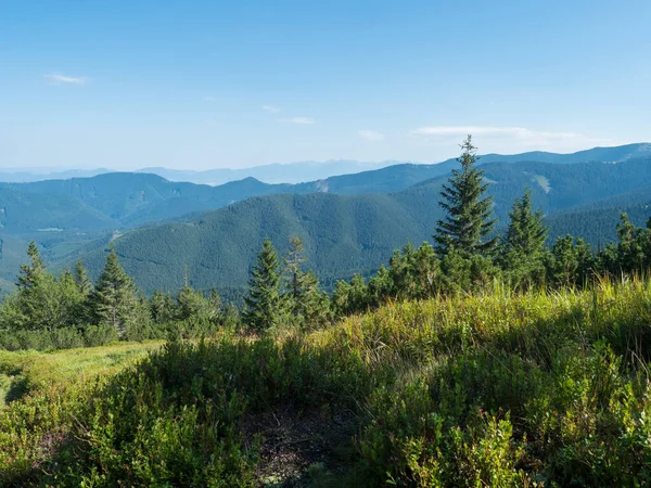 Bosque de abetos, matorral de pino y prado de montaña con vista a las verdes colinas azules de la cordillera de las montañas Low Tatras. Paisaje verano — Foto de Stock