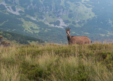 Tatra chamois, rupicapra rupicapra tatrica Slovakya 'daki Low Tatras Ulusal Parkı' ndaki bir yaz çayırında duruyor. Doğal ortamdaki vahşi hayvan, doğa fotoğrafçılığı.,