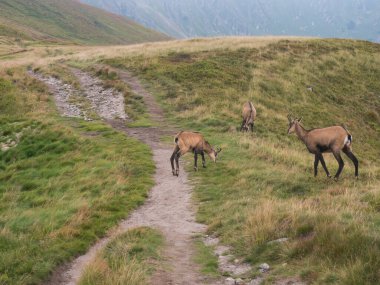 Tatra Chamois grubu, Slovakya 'daki Low Tatras Ulusal Parkı' ndaki bir yaz dağ çayırında rupicapra tatrica otlamaktadır. Doğal ortamdaki vahşi hayvan, doğa fotoğrafçılığı..