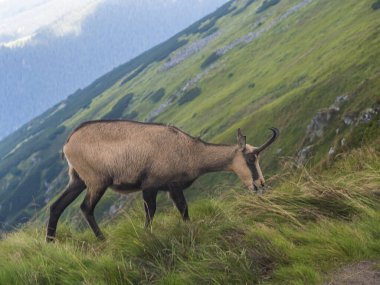 Tatra güveci, rupicapra rupicapra tatrica Slovakya 'daki Low Tatras Ulusal Parkı' ndaki bir yaz çayırında duruyor. Doğal ortamdaki vahşi hayvan, doğa fotoğrafçılığı..