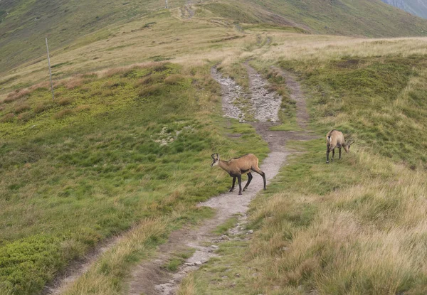 Casal de camurça Tatra, rupicapra rupicapra tatrica pastando em pé em uma trilha no prado da montanha de verão no parque nacional Low Tatras, na Eslováquia. Mamal selvagem no habitat natural, fotografia da natureza — Fotografia de Stock