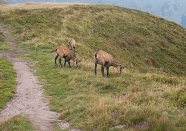 Tatra chamois, rupicapra rupicapra tatrica 는 슬로바키아의 Low Tatras 국립 공원에 있는 낮은 산의 초원에서 풀을 뜯고 있다. 자연 서식지의 야생의 마그마, 자연 사진. — 스톡 사진