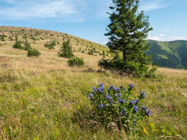 Vista del prado de montaña, ladera verde cubierta de hierba con arbusto de flores de genciana de floración azul, abeto y matorral de pino en la cresta de las montañas Low Tatras, Eslovaquia, día soleado de verano — Foto de Stock