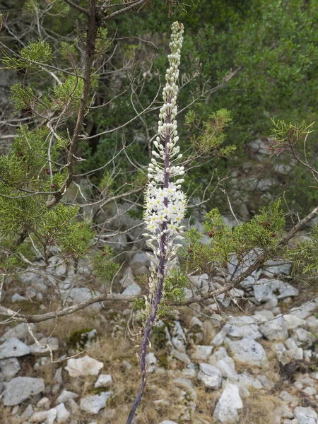 Única squill branco, Drimia Urginea maritima também chamado de squill mar ou cebola do mar, bela flor selvagem em pedra calcária e fundo arbusto verde florescendo em setembro na Sardenha Mediterrâneo — Fotografia de Stock