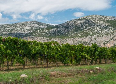 Olgun mavi üzümlerle dolu yemyeşil üzüm bağları ve Supramonte kireçtaşı dağları. Gennargentu Ulusal Parkı, Nuoro ili, Sardinya, İtalya, Yaz