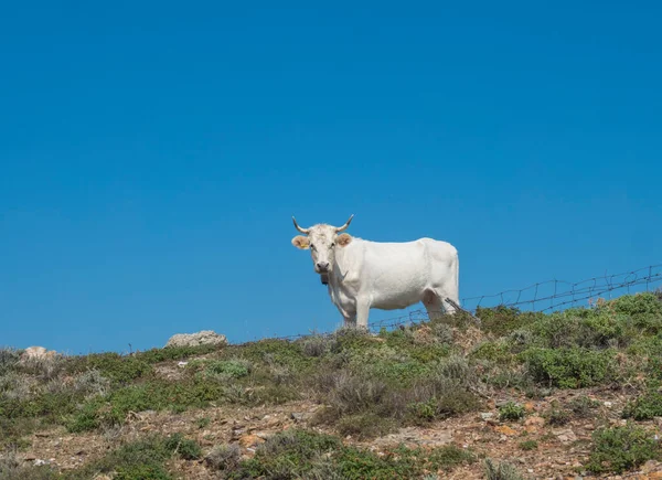 Jeden bílý býk stojící na travnatém kopci s polámaným plotem, hledící do kamery, Sardinie krajina, modrá obloha pozadí — Stock fotografie