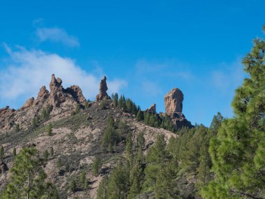 Ünlü Gran Canaria yürüyüş patikasından Roque Nublo kaya oluşumunu görüyoruz. Yeşil çam ağaçları ve mavi gökyüzü arka planı. Kanarya Adaları, İspanya.