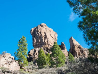 Ünlü Gran Canaria yürüyüş patikasından Roque Nublo kaya oluşumunu görüyoruz. Yeşil çam ağaçları ve mavi gökyüzü arka planı. Kanarya Adaları, İspanya.
